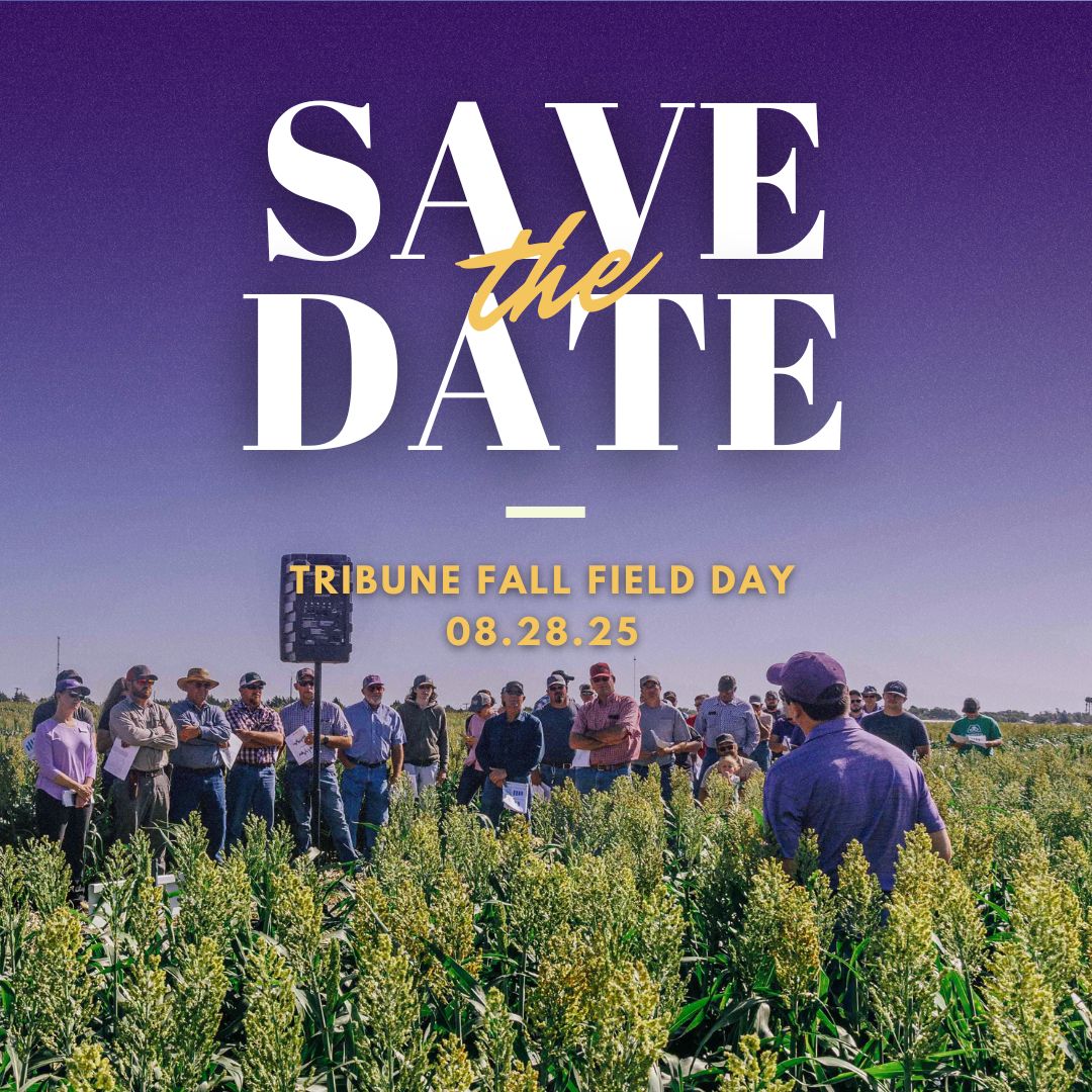Save the Date graphic for Tribune Fall Field Day on August 28, 2025. The image shows a group of people gathered in a sorghum field, listening to a speaker in a purple shirt. A portable speaker system is set up, and the crowd appears engaged. The top of the image features a purple gradient background with event text.