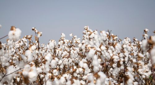 cotton field