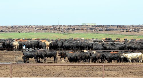 cattle in a herd