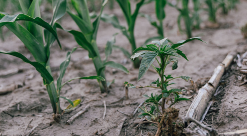 Photo of a Rogator spraying